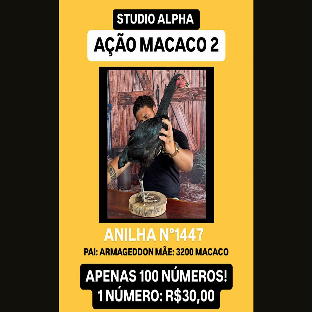 EDIÇÃO 100 BILHETES DOMINGO