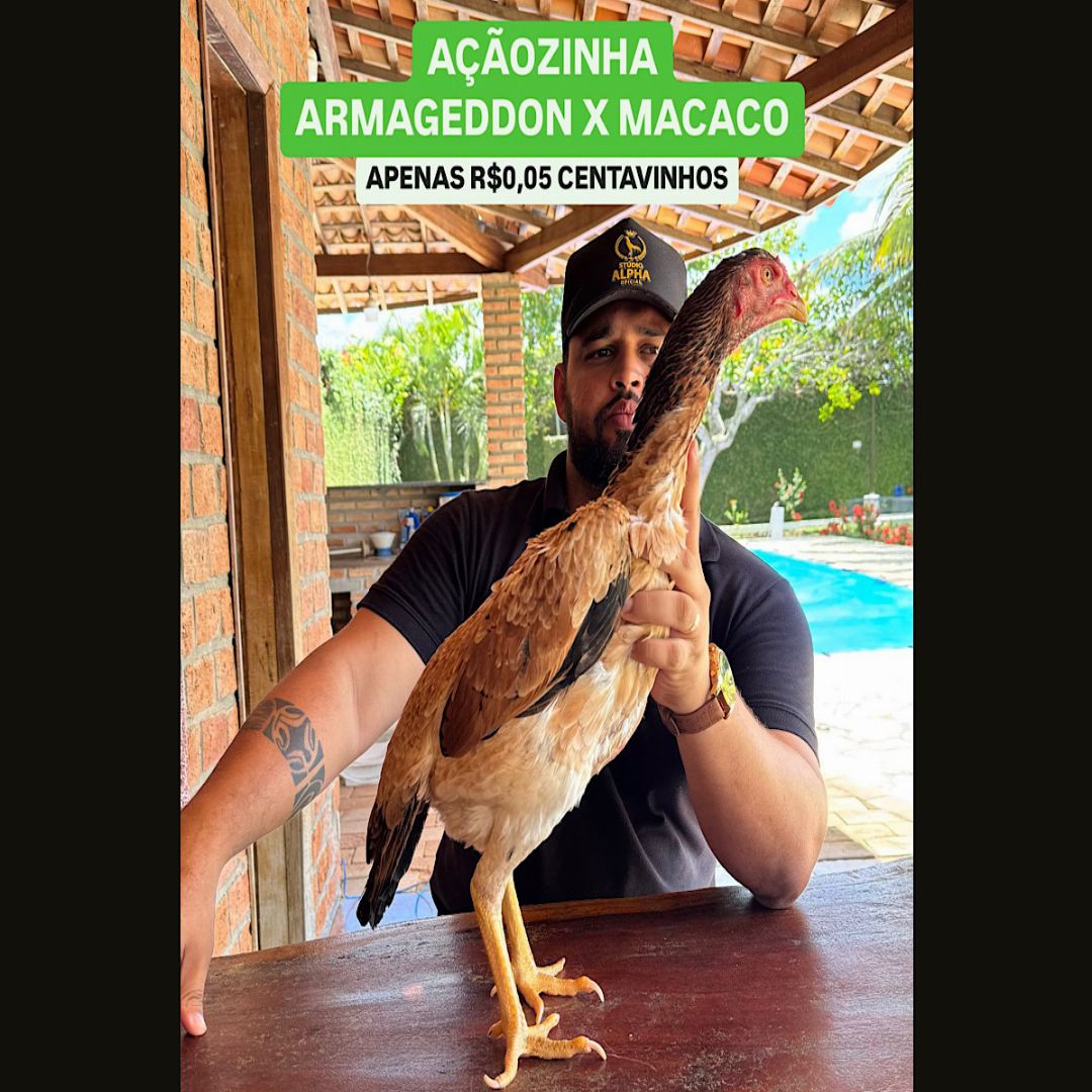EDICAO ARMAGEDDON X MACACO
