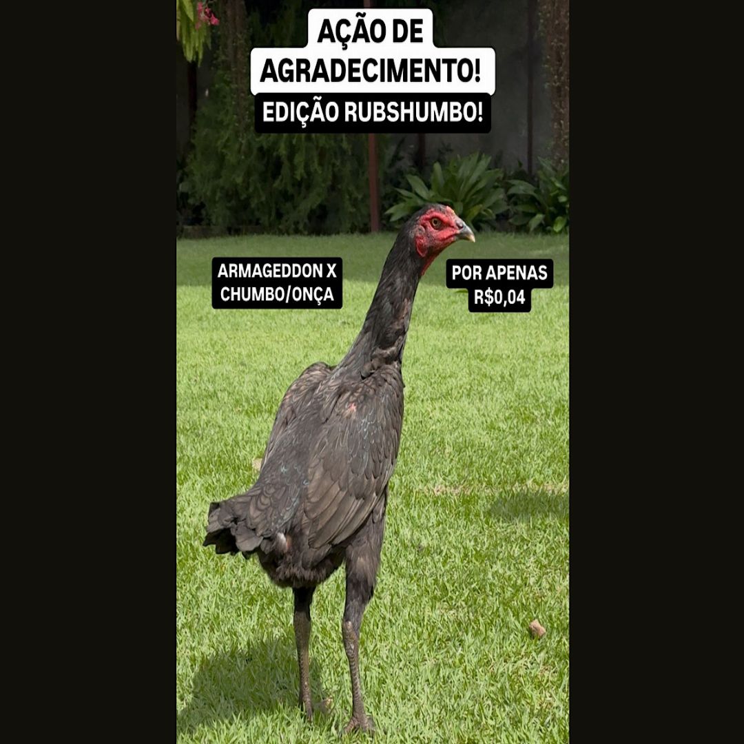 EDICAO RUBCHUMBO